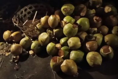 Noix de coco en tas dans un warung