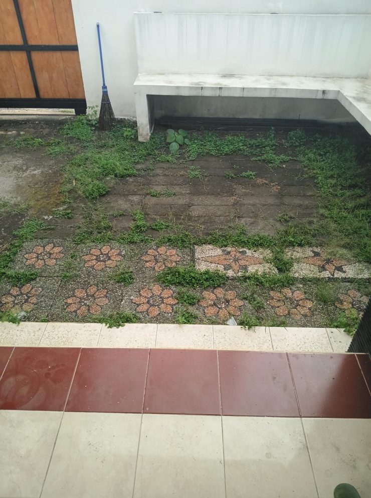 mauvaises herbes à bali dans une cour avant round up