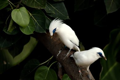 Oiseaux bali qui attendent pour faire le plein d essence