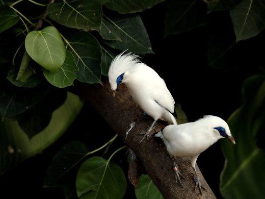 Oiseaux bali qui attendent pour faire le plein d essence